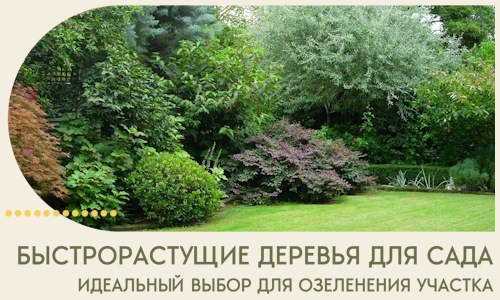 Быстрорастущие деревья для сада идеальный выбор в Бирске